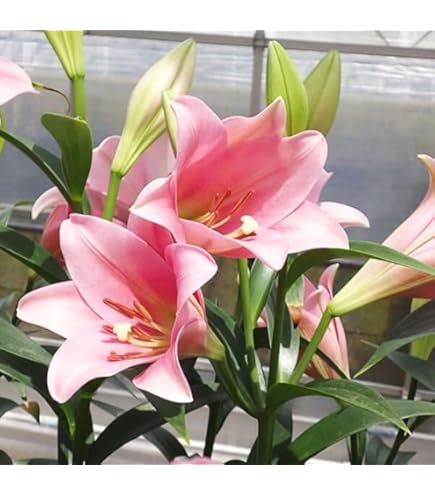 百合の球根♪ Amazon｜ゆり球根 百合 球根 ユリの球根 信頼できる販売者-8球根